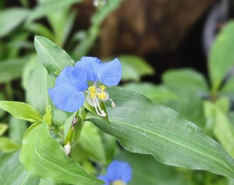 Spiderwort Plant Cuttings: Wandering Jew Blue Flowers (15 Cuttings)