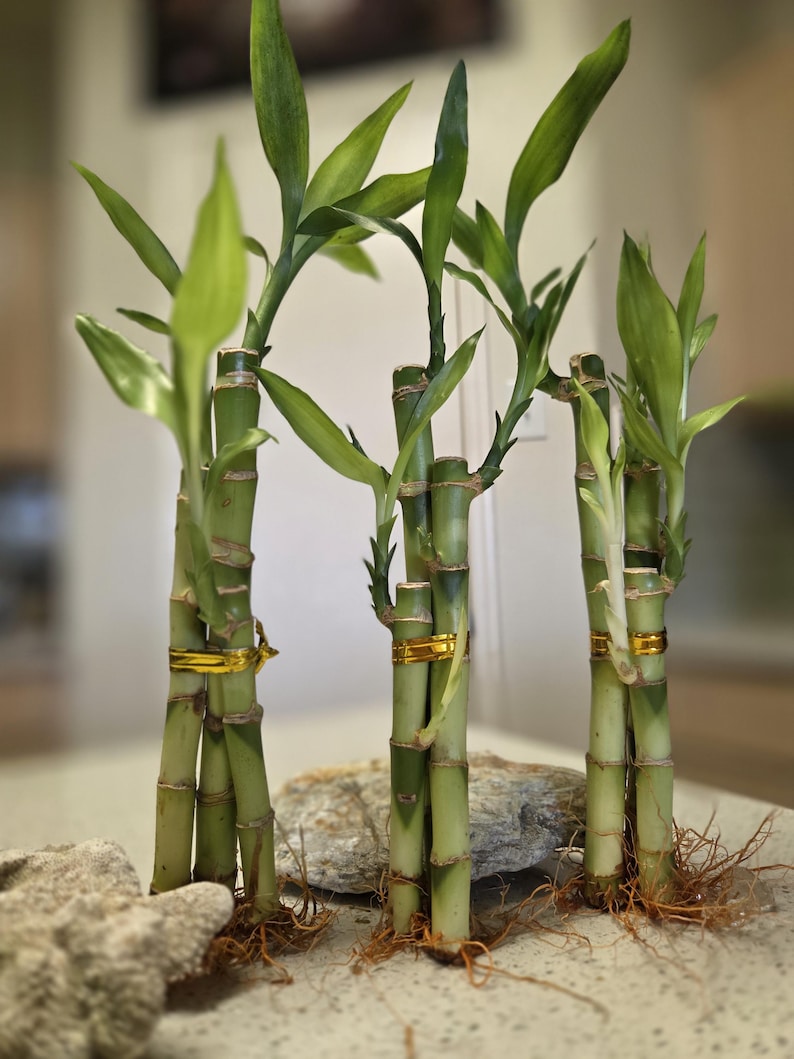 Lucky Bamboo Set of 3 - Thumbnail 3