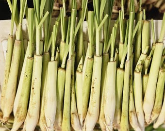 5 Rooted Organic Lemongrass Stalks: Mosquito Repellent, Easy to Grow