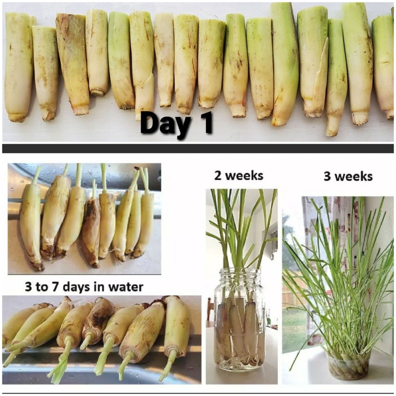 10 Lemongrass Easy to Grow in Water, easy to Plant, Used for Cooking, Planting, Tea, Mosquito Repellent image 2