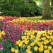 ShinerGarden