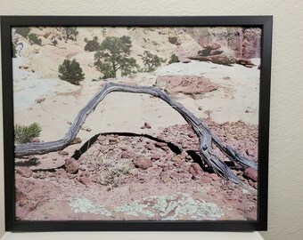 One of A Kind Framed Photograph