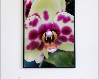 Orchid Do It Yourself Art