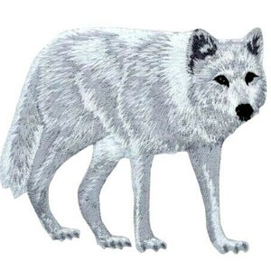 May include: A white wolf with gray fur and black eyes. The wolf is standing on a white background.