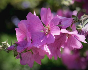 Pink Petal Symphony digitale download jpeg