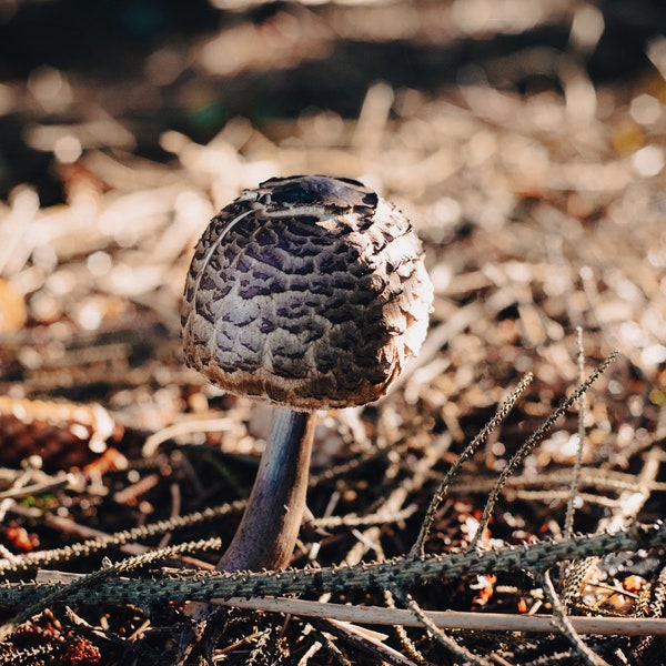 DIGITAL PRINT, Parasol Mushroom Woodland Photography, Scottish Forest Photography,