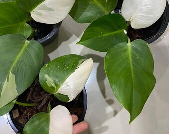 Philodendron White Etsy
