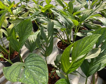 Monstera Pinnatipartita Etsy