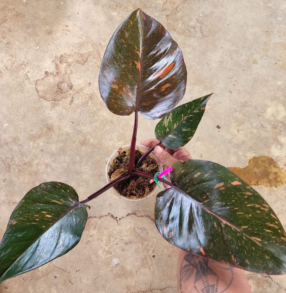 1 Philodendron Orange Princess Variegated Etsy