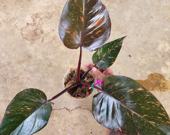 1 Philodendron orange princess variegated