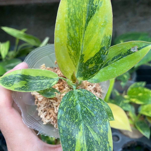 1x Philodendron verde conga híbrido abigarrado 4-5 hojas