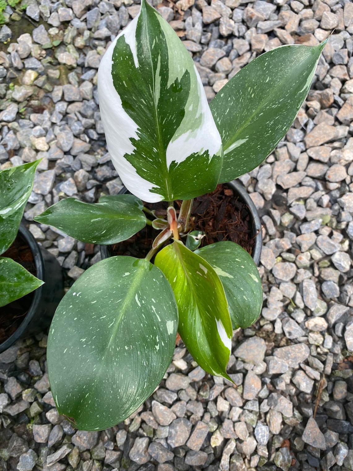 1x Philodendron white knight marble image 0