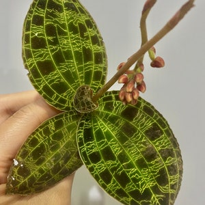 1x macodes petola (jewel orchid )