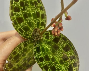1x macodes petola (jewel orchid )