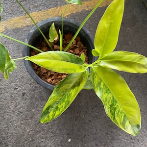 world wide ship Philodendron goeldii variegated