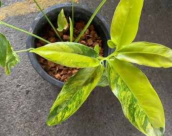 Philodendron goeldii variegated