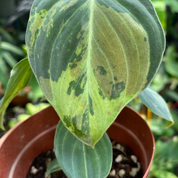 1x philodendron melanochrysum variegated