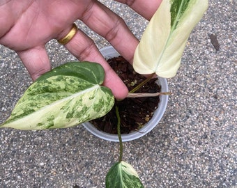 1x Philodendron Gloriosum Variegated 3 leaf