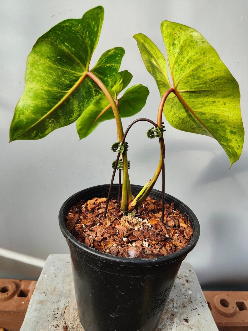 philodendron islemanii variegated image 5