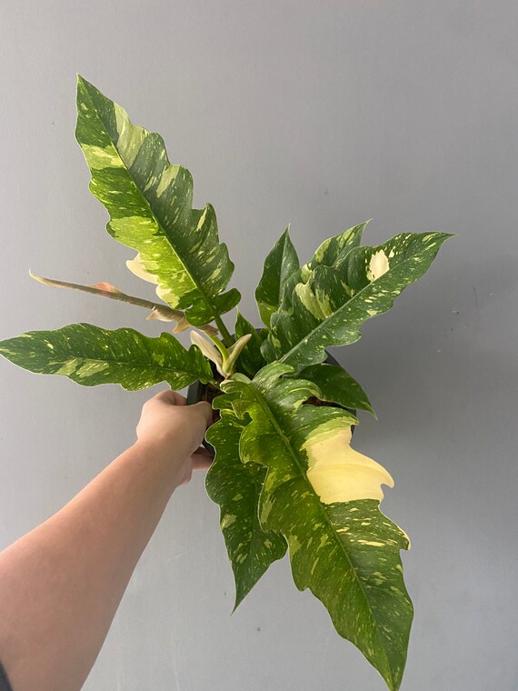 1x Philodendron Ring Of Fire Large Etsy Ireland