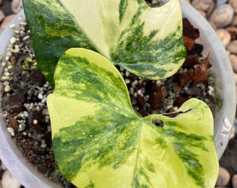 anthurium prodactyl variegated