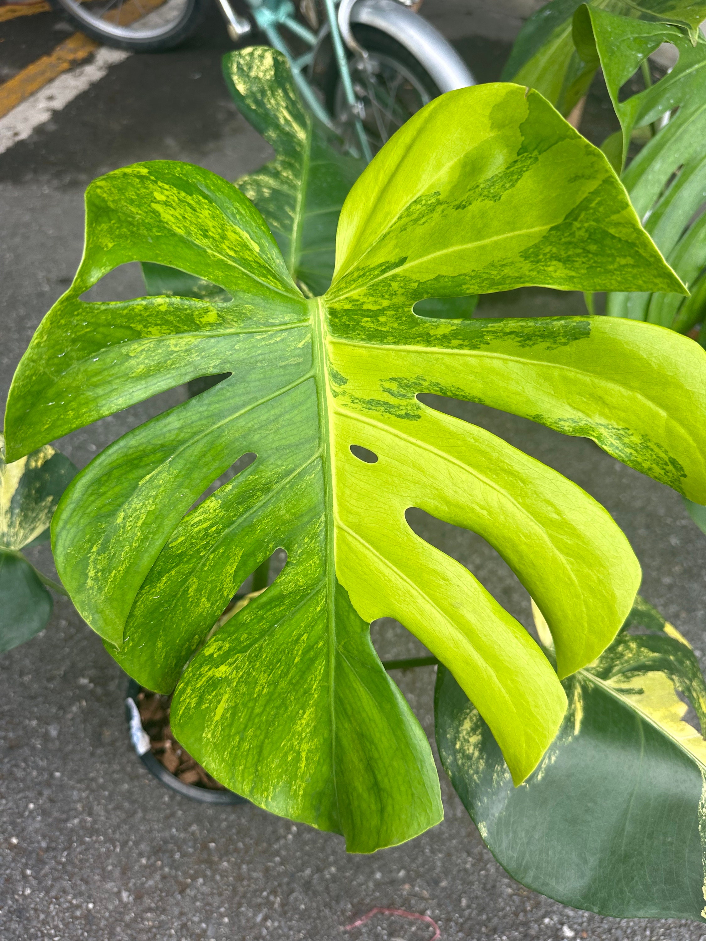発根活着済】Monstera Deliciosa yellow Marilyn 1x Monstera 発根活着済】Monstera Deliciosa yellow Marilyn 1x Monstera