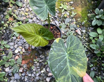 Alocasia Regale shield variegated