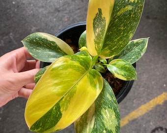 philodendron green congo variegated