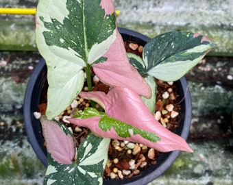 50x Syngonium red spot tri color