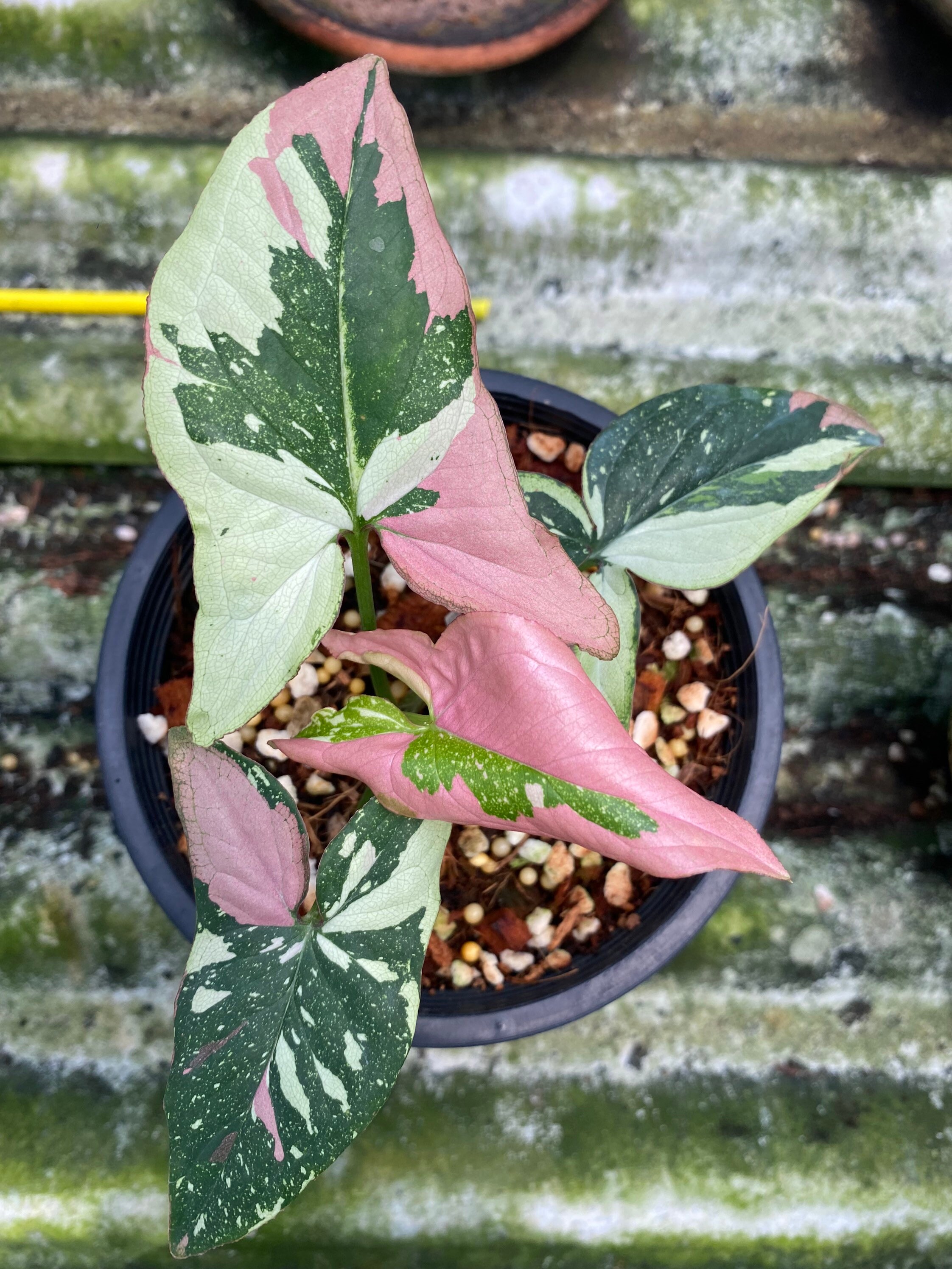フィロデンドロンモンステラsyngonium red spot tricolor 【公式 フィロデンドロンモンステラsyngonium red spot tricolor 【公式