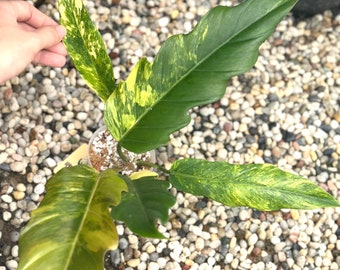 1x Philodendron caramel marble variegated