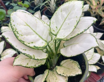 5x Aglaonema superwhite (Anyamanikhaw)