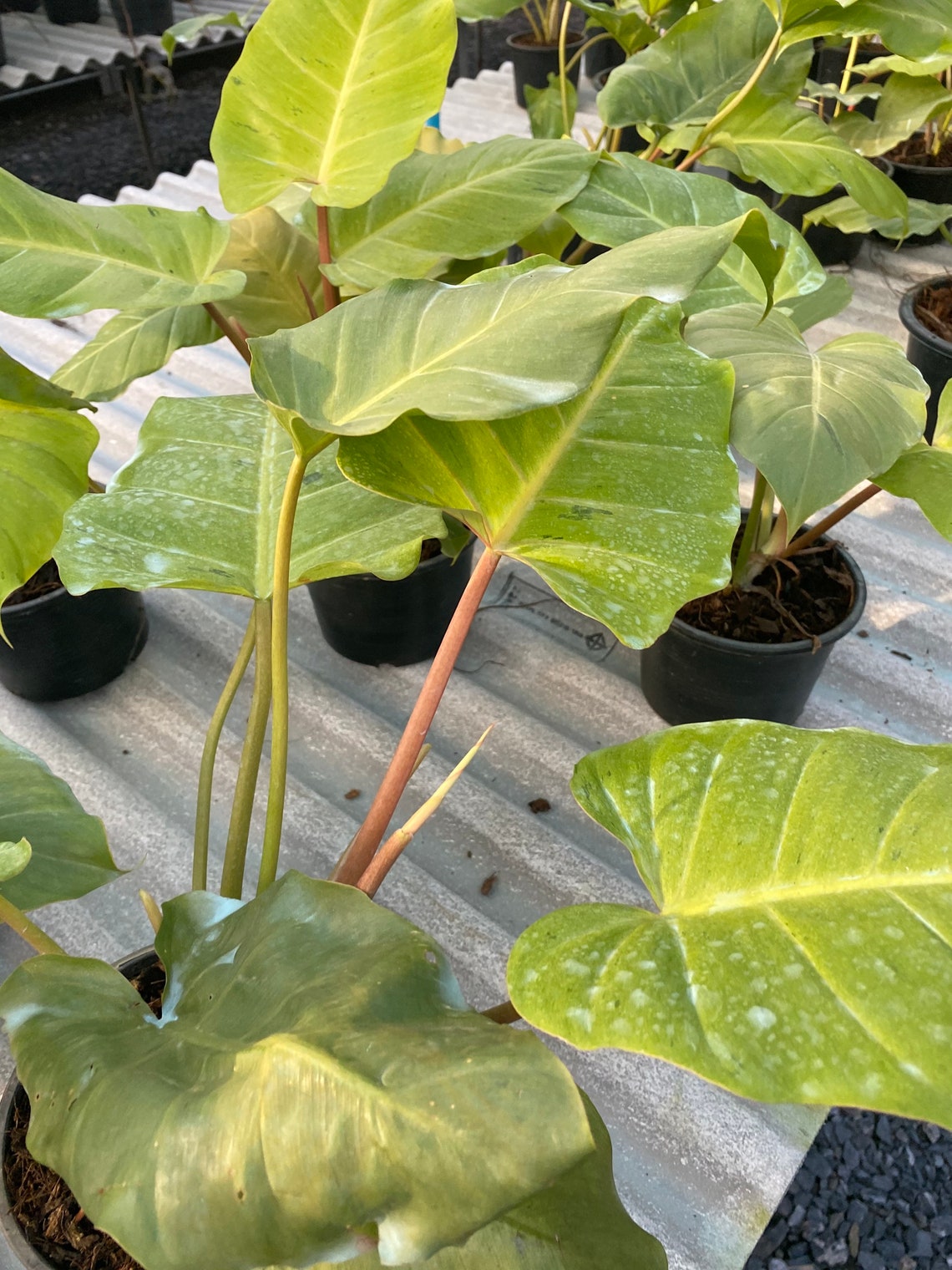 5x of Philodendron snow drift | Etsy