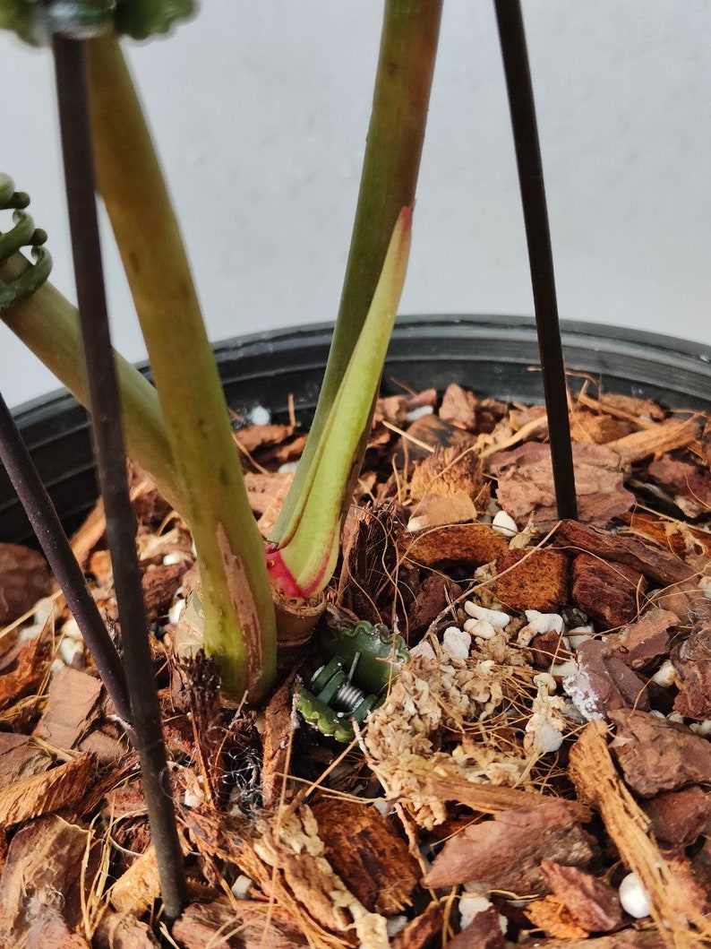 philodendron islemanii variegated image 7