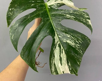 Monstera borsigiana albo