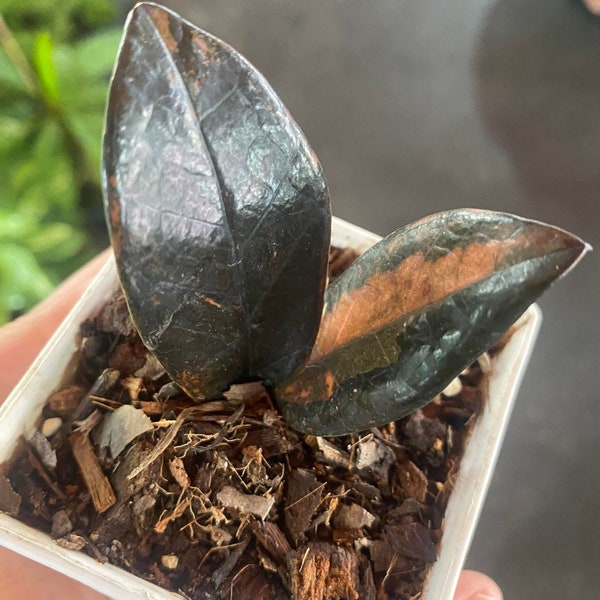 World wide ship zamioculcas zamiifolia black variegated