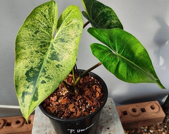 philodendron islemanii variegated