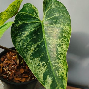 philodendron islemanii variegated image 3