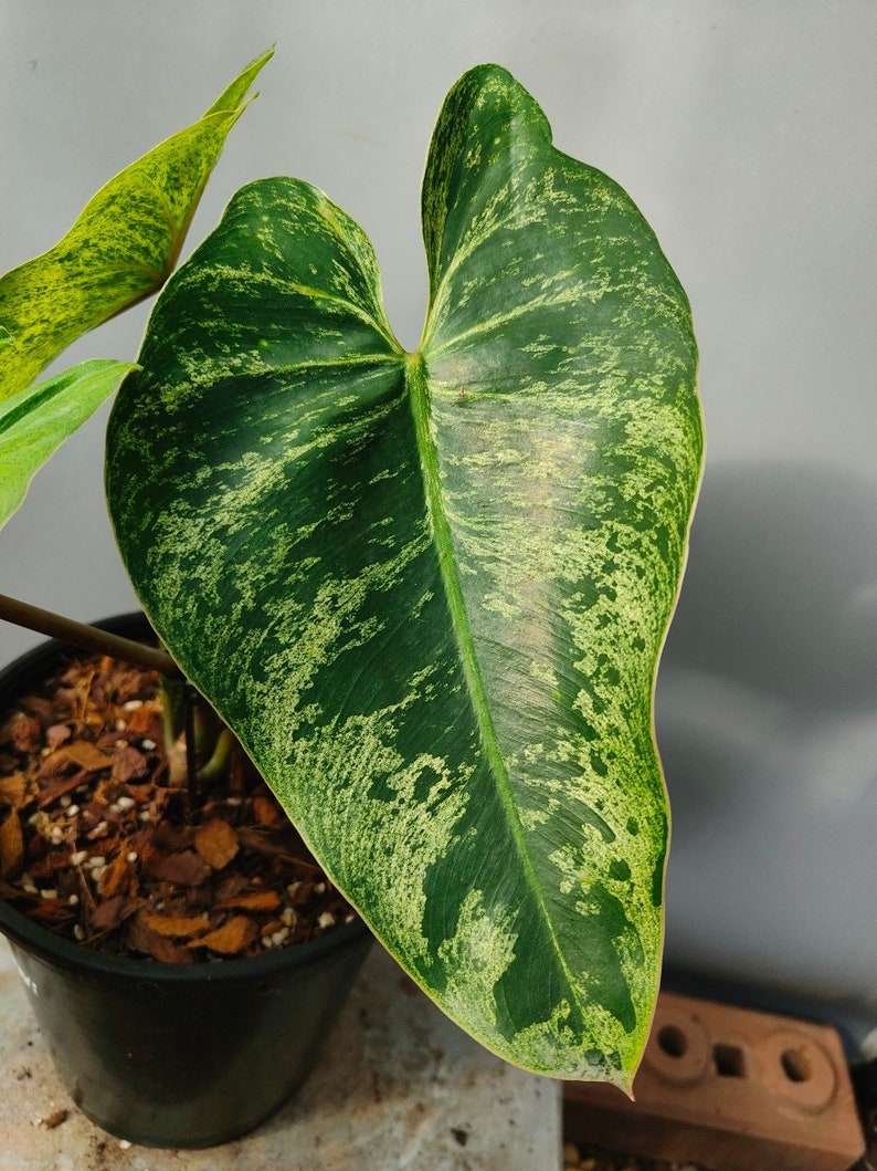 philodendron islemanii variegated image 3