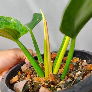 philodendron islemanii variegated image 6