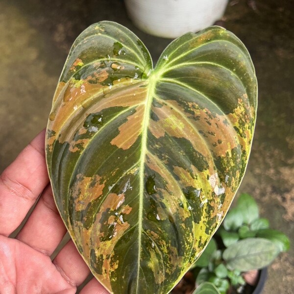 World wide ship 1x philodendron melanochrysum variegated