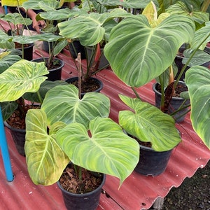 5x Philodendron el choco red Large size