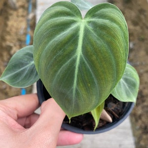 10x Philodendron el choco red small size