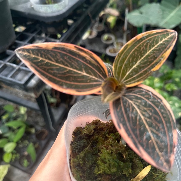 1x ludisia discolor variegated  (jewel orchid )