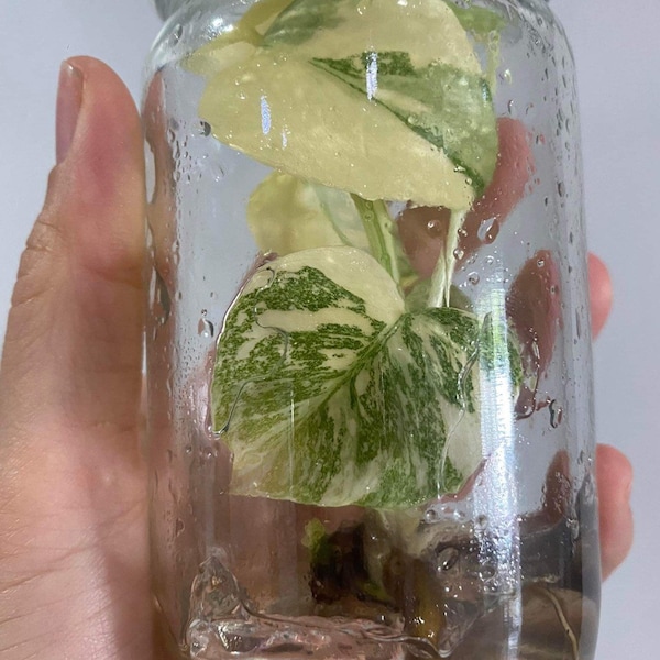 1x  tissue culture Monstera creme brulee