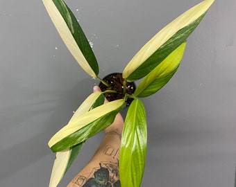 5x epipremnum amplissimum variegated