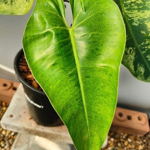 philodendron islemanii variegated image 4