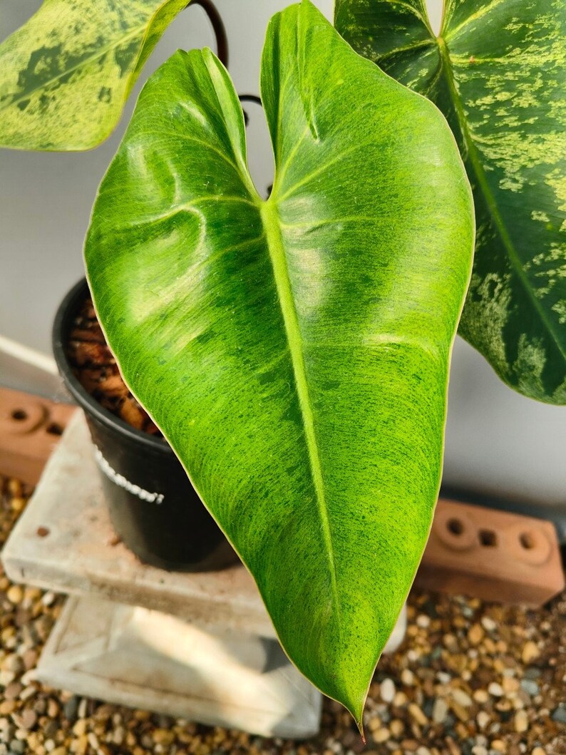 philodendron islemanii variegated image 4