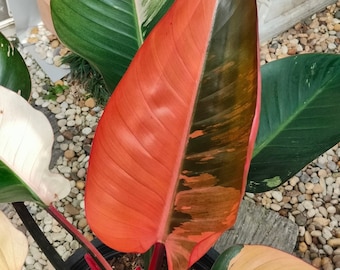 World wide ship philodendron red congo variegated