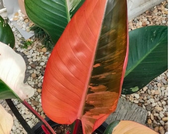 World wide ship philodendron red congo variegated (small size)